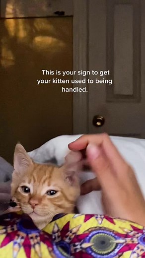 Training Tips for Your Kitten | Getting Your Kitten Comfortable with Handling