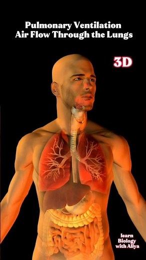 Pulmonary Ventilation | Air Flow Through the Lungs #lungs #shorts