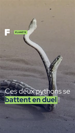 Deux pythons mâles en duel pour la domination ! 👑 Au petit matin, à l'embouchure de la rivière Brisbane, deux pythons mâles (probablement des pythons tapis d'Australie 🇦🇺) ont été filmés dans un affrontement rare et hypnotique ! 🤯 Ce duel n'est pas destiné à infliger de graves blessures, mais il s'agit d'un rituel de dominance pour déterminer quel mâle aura le droit de courtiser une femelle. Les mâles s'enroulent l'un autour de l'autre, se soulèvent et se poussent dans une lutte de force qui