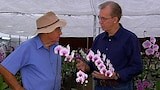 Phalaenopsis - Gardening Australia