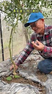 How to grow tomatoes that are more disease-resistant and grow better?