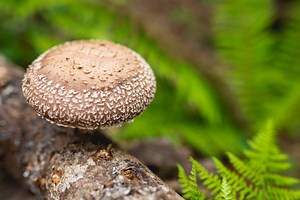 Welcome ⋆ Fungi natur