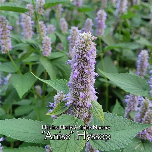 Anise Hyssop - Live Plant - Etsy