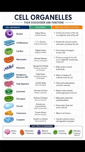@Cell organelle and it's function