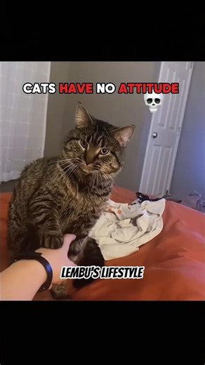 Are you suree..! Cazy cats attitude 💀🥶 #fyp #viral #trending #shorts #funny ‪@TasnuvaNijum‬