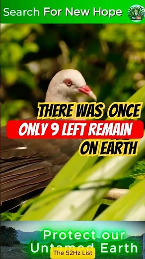 The Amazing comeback of Pink Pigeons