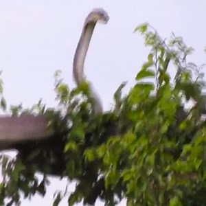 5.7M views · 28K reactions | Black mamba vs Mongoose fighting in a tree Join the group to see more videos and photos  : Animal World | Give And Take | Facebook