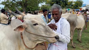 81 reactions | రాష్ట్రం లోనే no-1 ఎద్దులు, ఆవుల మార్కెట్ ; 06/08/25 #lkschannel #bulls #cow | Lks Chanal | Facebook