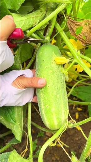 Cucumber harvesting 0201 #shorts #vegetablegrowing