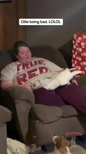 14 reactions | #Videoleap #theolliebirdfamily #funny #exoticbirds #cockatoos #funnyanimals #olliethecockatoo #funnyanimals | The Ollie Bird Family | Facebook