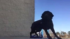 Obedience training is only as good as the distractions it overcomes. Olaf here is paying little attention to the people, cars, and noise. Let us show you how we can make your dog amazing too. OLK9columbia.com #offleashlife | Off Leash K9 Training, Columbia SC