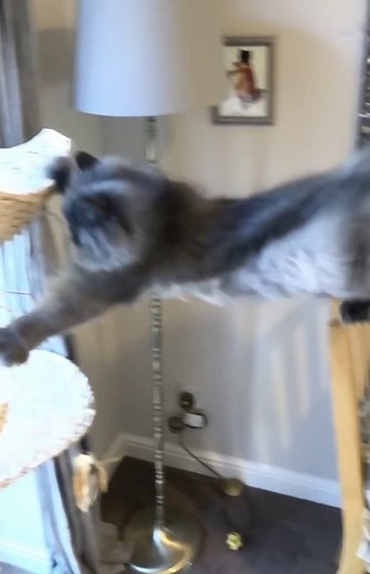 Major Failpawz: Embarrassing Cat Moments