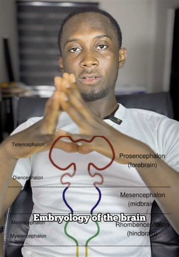 EMBRYOLOGY OF THE BRAIN 🧠