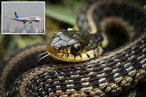 Snake on plane sends passengers screaming at Newark airport