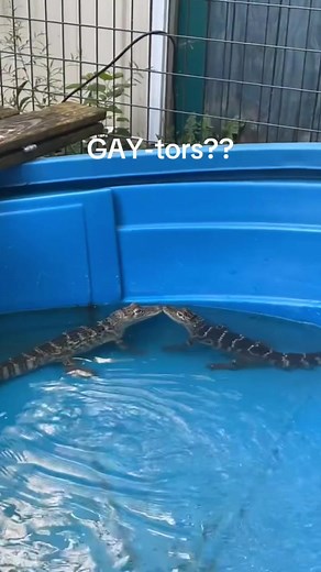 Smoocher Alligators: A Cute Encounter