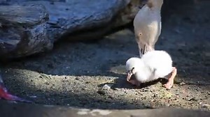 Meet one of Woodland Park Zoo's newest flamingos taking its first big adventure outside of the nest. | Woodland Park Zoo