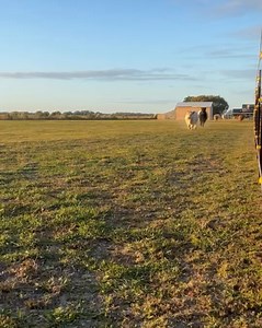 Coming In Shrong | Grae Farms LLC