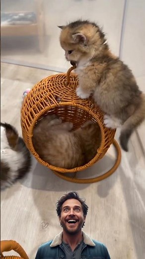 Cute Kittens Playing & Having Fun | Adorable Kitten Moments Compilation #catsofyoutube #kitty