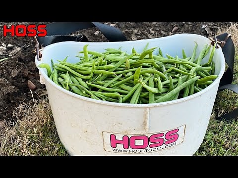 HOW TO GROW BEANS WITHOUT STRINGS!