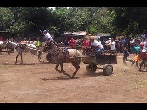 Organizan competencia de carretones de caballo en honor a Santo Domingo