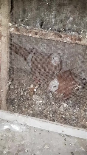 Abdullah.shah.abdullah on TikTok