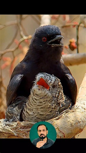 The cuckoo bird's master plan was a success #shorts