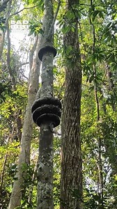 It slithers in a perfect spiral 🤯🐍 | LADbible Australia