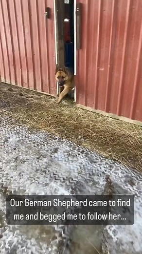 556K views · 10K reactions |  #wolfis #wolfstar #WolfOfWallstreet #wolfenstein #wolfpack #wolfart #wolfhound #wolfie #wolfsburg #wolfgirl #wolfy #wolfs #wolfdogs #reels #reel #facebookreels #fbreels #viralreels #reelsviral #usareels #reelusa #usa #doglovre #wolflover #wolve #wolves #wolf #wolfdog #wolvesofinstagram #wolflovers#wolf #wolfdog #wolfpack #wolftattoo #wolfhybrid #wolfofwallstreet #wolfman #wolfdogsofig #wolfgangtillman | German Shepherd Lover | Facebook