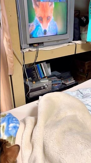 ワイルドライフを鑑賞するマダラスカル🐻 #テレビを見る猫