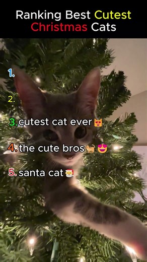 ranking cutest christmas cat of the year😻🐈
