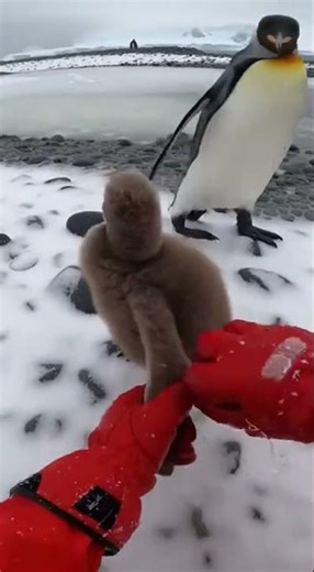 ⚠️ BEAK ATTACK! Penguin Chick Rescue! 🐧 부리의 습격! 펭귄 새끼 구조!