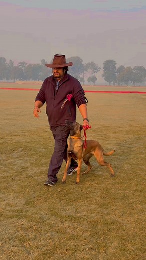 5.8K views · 119 reactions | Enjoy Heeling foundation 珞 #dogtraining #everyoneactive #dogtrainersofig #PetParentsIndia #malinoisworld #reelsviralシ | Prakash Ajay | Facebook