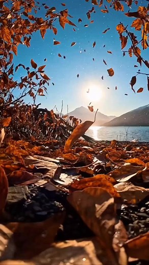 Stunning Autumn Scenes: Leaves in Nature's Palette