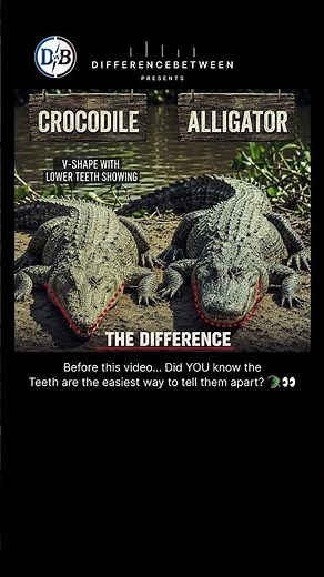 Crocodile vs Alligator 🐊 The Difference Explained