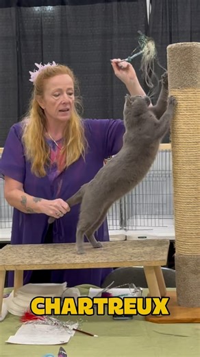 1.4K views · 170 reactions | 퐂퐇퐀퐑퐓퐑퐄퐔퐗. 푀퐴퐵푈퐻퐴푌 푈푆퐸푅 퐹푅퐼퐸푁퐷퐿푌. Judge Jacqui Bennett. Championship final. #cfacatshow #chartreux #chartreuxcat #chartreux_feature #chartreuxlove | New Vision Cat Club | Facebook
