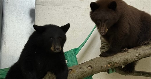 Cincinnati Zoo's Bear Ridge has its first residents after 2 orphaned bear cubs needed a home