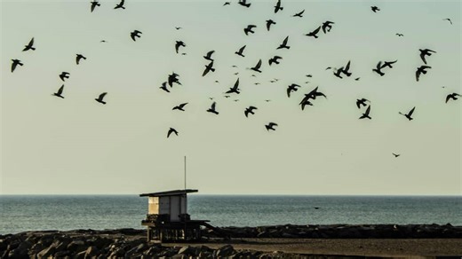 Les oiseaux migrateurs du Québec