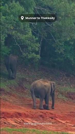 Kerala tour package | Kerala itinerary | Places to visit in Kerala | GujjuTours #kerala #keralatour