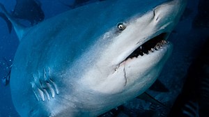 Crowdy Bay Australien: Schweizerin wird durch Hai-Agriff getötet
