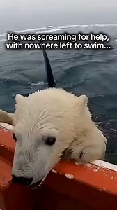 #wildlife #animals | Swag quotes