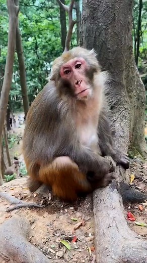 851K views · 10K reactions | ㅋㅋㅋ . . #monkeys #monkey #birds #monkeysofinstagram #animals #wildlife #nature #pet #pets | Monkeys China | Facebook