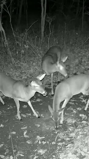 Nighttime Deer Encounter: Doe & 2 Fawns Run From Buck in the Wild 🌙🦌 #shorts