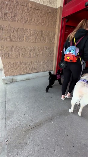 Did you know? Legally a disabled person can have more than one service animal! #servicebearmabel #servicedoglife #servicedogsoftiktok #servicedogteam #servicedogs #servicedoghandler #servicedog #servicedogintraining #servicedogtraining