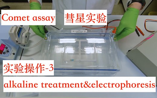 【comet assay】实验操作 3： Alkaline treatment & Electrophoresis