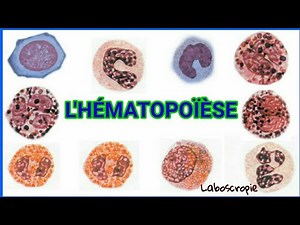 l'hématopoïèse