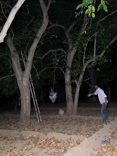 Exploring the Haunted Jungle: A Spooky Adventure