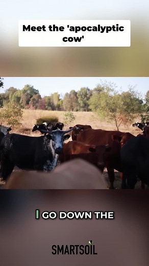 Nguni Cattle Herd at Wolki Farm — Tough, Gentle Giants
