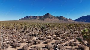 Joshua trees in the desert of Arizona - aerial photography