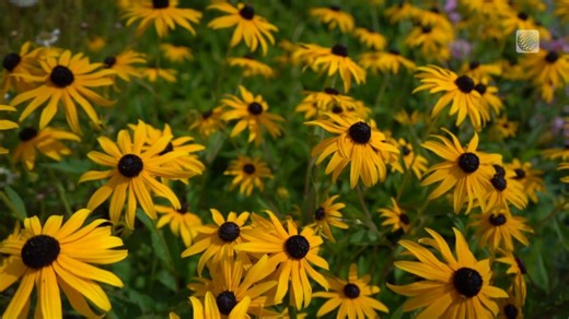 6.9K views · 38 reactions | Get a head start on your garden this fall with three things you can tackle this September. | The Weather Network | Facebook