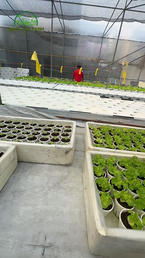 Hydroponics Deep Water Culture: Large-Scale Farming Without Electricity